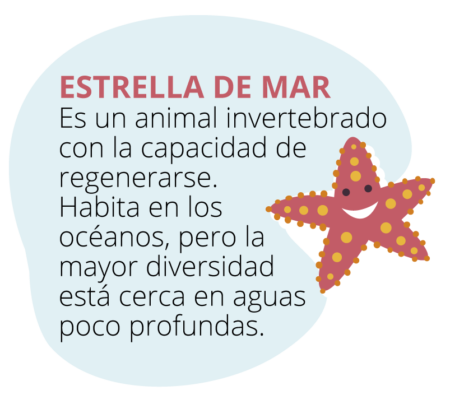 mundo_marino_estrellademar-450x395